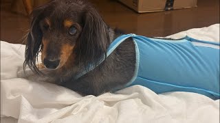 ネルくんとパパのゲリライブ🐶 | 作業や勉強、睡眠のおともに | 犬のいる暮らし
