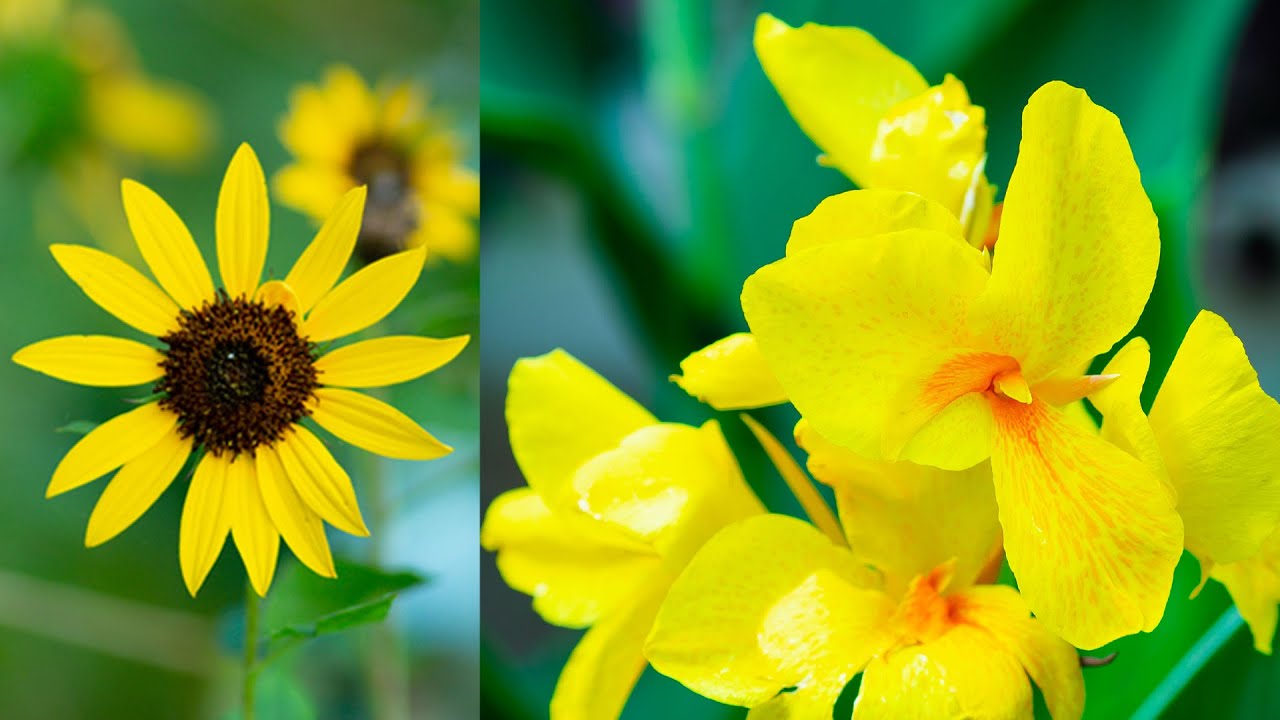 Canon EF 135mm f/2L USM Lens Photo and Video Footage Test