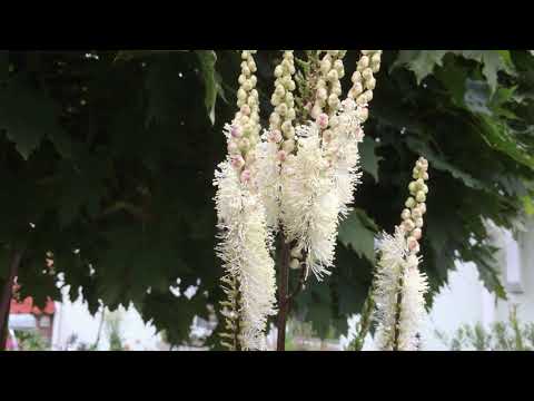 Hummel an Oktobersilberkerze