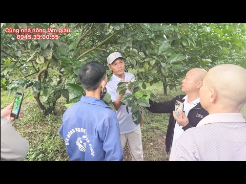 Hướng dẫn kỹ thuật chớp nhện làm bông bưởi tết Tiết giảm 70% chi phí