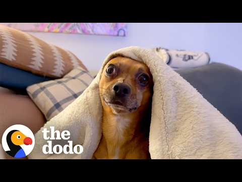 Foster Dog Perks Up The Moment He Hears His Own Language | The Dodo