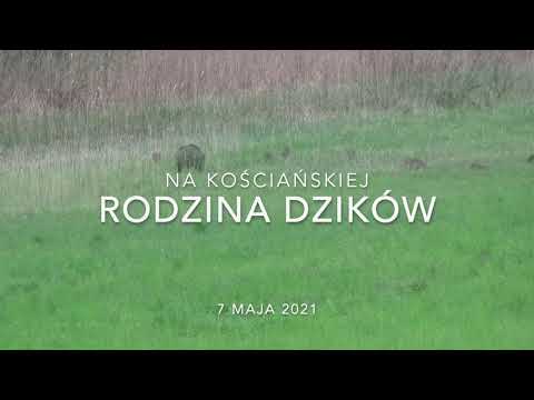 FILM - Dzik nie jest taki dziki