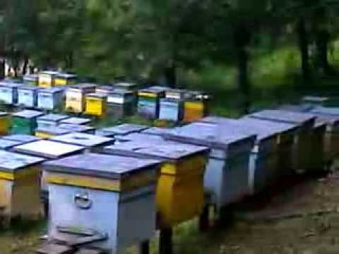 lupsa jud alba  Stupii la salcam la Stejeris jud cluj