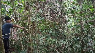 Download lagu Mikat cililin dihutan ini diserang preman hutan cak ijo sampai ke tanah mp3