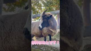 癒されたい！そんな時は！牧場だああ！#兵庫 #vlog