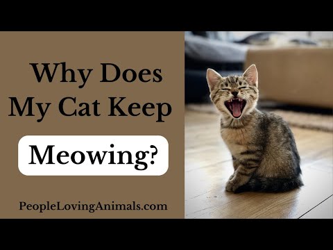 Why Does My Cat Keep Meowing?  Why Cats Meow and How to Figure Out What the Problem Is