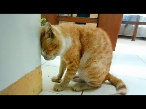 Ranking Funniest Cat Moments - Silliest and Dramatic Cat Video 2025