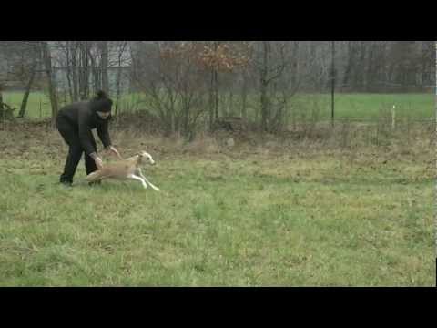 Coursing trénink 17.11.2012 - Joy a GP