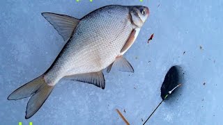 preview picture of video 'Зимняя ловля леща на игру. Winter fishing for bream on the game.'