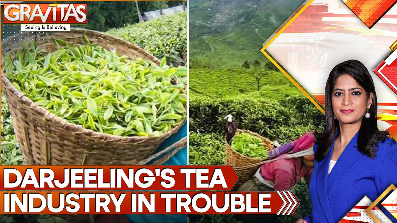 Darjeeling's Tea Industry Faces Uncertain Future With 61% Dip in Production Over 3 Decades |GRAVITAS