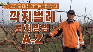 [대추 이야기] 목상균 Chapter1 대추왕의 깍지벌레 퇴치 예방법 대공개!! feat. 고당도 대추 키우…