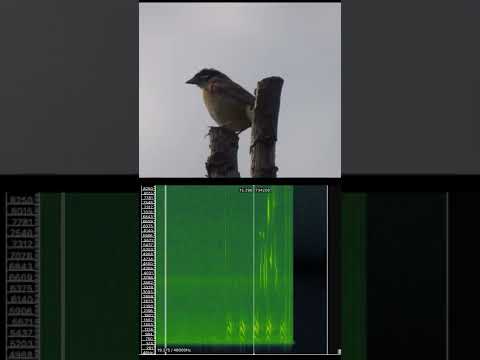 ホオジロについて詳しく解説