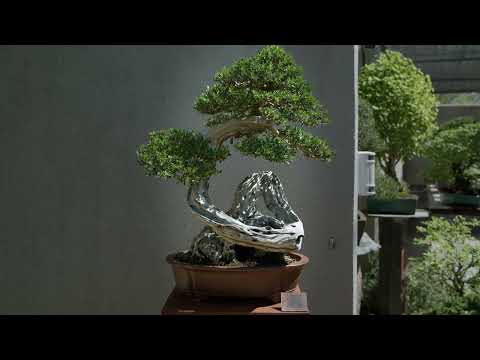 Recorrido por el Jardín Bonsai Luis Vallejo en Madrid