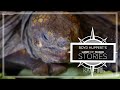 10 Year Old Girl Keeps Same Pet Tortoise 56 Years
