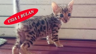 Download lagu Pertumbuhan kucing bengal 0 sampai 30 hari mp3