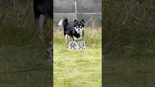 我が道を行く野良チワワ。  #犬との暮らし #chihuahua #dog
