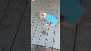 Video preview image #1 Chihuahua Puppy For Sale in Newfoundland, PA, USA