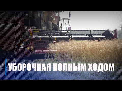 Уборочная кампания на Гомельщине набирает обороты видео