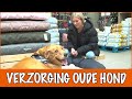 Hoe blijft jouw oude hond gezond?? | DierenpraatTV