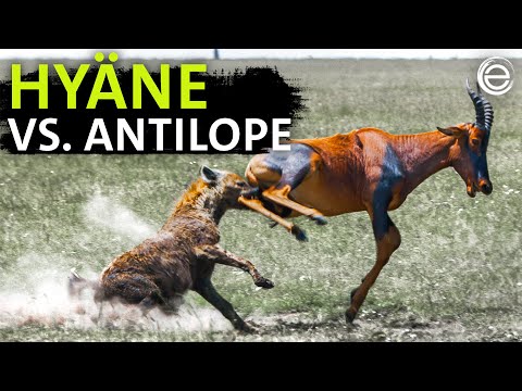 Brutal fight for survival: hyena vs. antelope