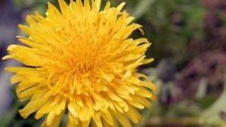 Dandelion by Tevin Campbell