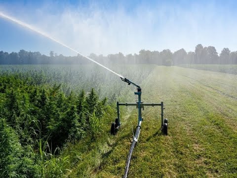 Irrigatori Ocmis per la canapa.