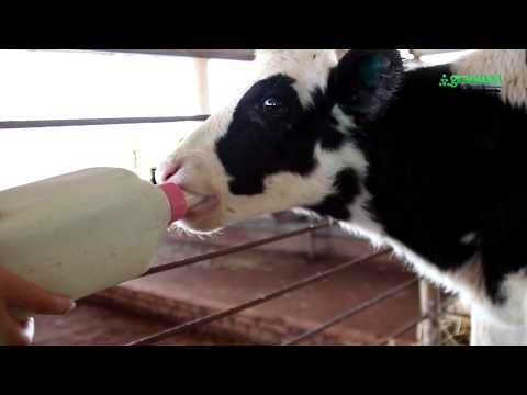 ¿Cuantos litros de leche deben consumir las terneras?
