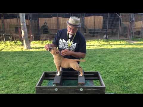 PAPA PIT "BRICK TOP" FIRST TIME ON THE STACKING BOX