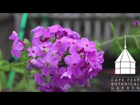 What's blooming? July 2020