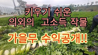 짧은기간 소득 올려주는 무우재배(무우재배의 수익률)