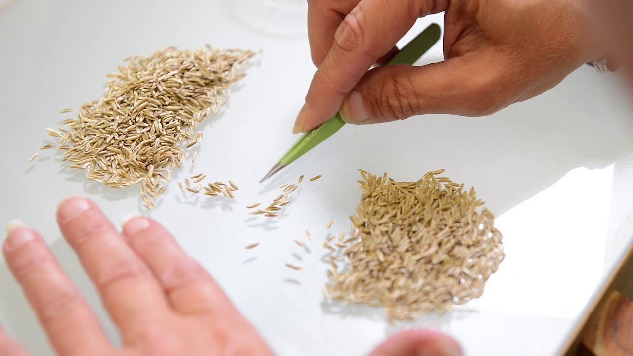 Seed Purity Analysis