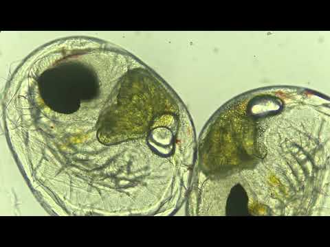 Snapping Shrimp Embryo Heartbeat