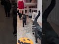 Three Black Cats. 🎃 #cat #cats #blackcat #halloween #spookyseason