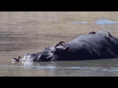 Djuma: Little Grebe juvenile and it's Hippo friend - 12:55 - 07/19/20