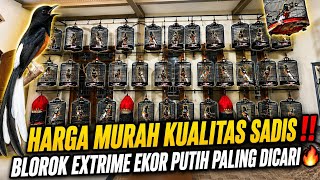 Download lagu CEK HARGA MURAI BATU TERBARU‼️ TROTOL FIGHTER ,SPLIT PANDA EKOR PUTIH& BLOROK EXTREME DI PAMULANG🔥 mp3