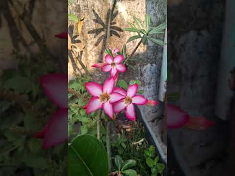 #song # flower #new #sudipta #viral video 🥰❄️