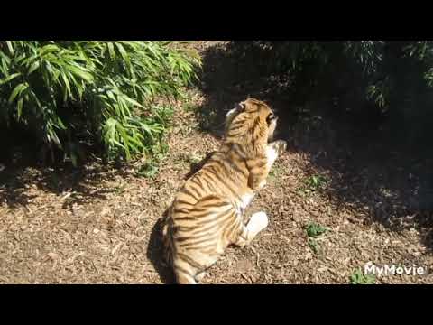 Innocent Baby Bird Walks up to Leopard -Crazy Ending lion