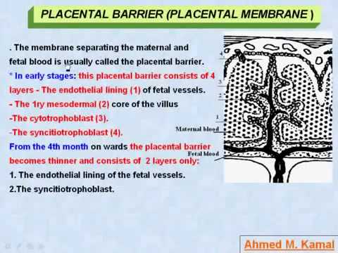 33 General Embryology   Placental Barrier Placental Membrane