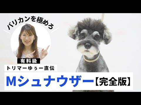 シュナウザー – 美容が必要なスポーティな馬愛好家