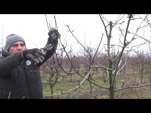 Zlatno klasje #109: Kako pravilno orezati stablo kruške?