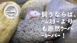 268 🤿🦎 飼うならハムスターよりも断然ウーパールーパー！［ペット初心者にオススメしたい］