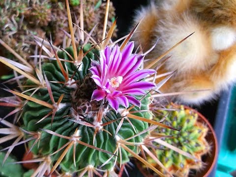 download lagu mp3 mp4 Stenocactus, download mp3 Stenocactus free downloadn, video klip Stenocactus