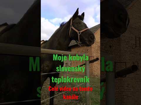 moje kobyla