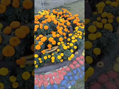 beauty of flowers#atiyavlogs #shorts #song