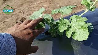 Preparing for flowering in watermelon.