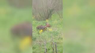 cinghiali-a-contrada-sant-eustachio-allarme-ad-avellino