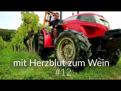 mit Herzblut zum Wein Vlog #12 | Herbsttage und vom Rebstock bis in den Keller
