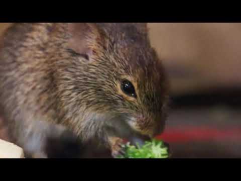 Shënohet Rasti i Parë me ethet e minjve, IKSHPK del me urgjencë dhe ngre alarmin