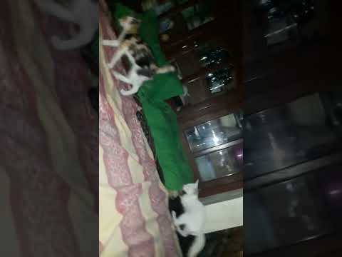 my cats are fighting