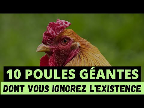 , title : '10 POULES LES PLUS GÉANTES DONT VOUS IGNOREZ L'EXISTENCE'